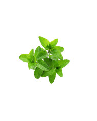 Menta