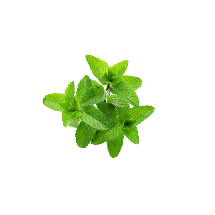 Menta
